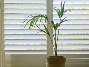 A potted palm sits in front of closed plantation shutters, illustrating how plantation shutters insulate a room from outside temperatures.