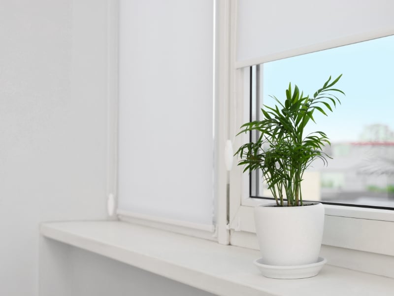 Small green indoor plant on a window sill beside blockout roller blinds, partially rolled up.