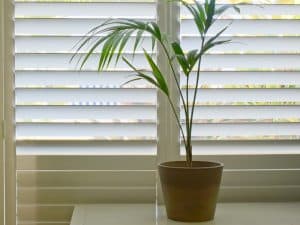 A potted palm sits in front of white plantation shutters in coastal homes, letting in soft, filtered light.
