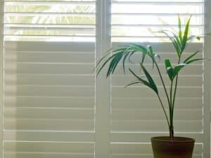 Closed plantation shutters Sydney beside a potted plant in natural light for privacy and light control